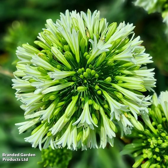 Agapanthus 'Emerald Ice'