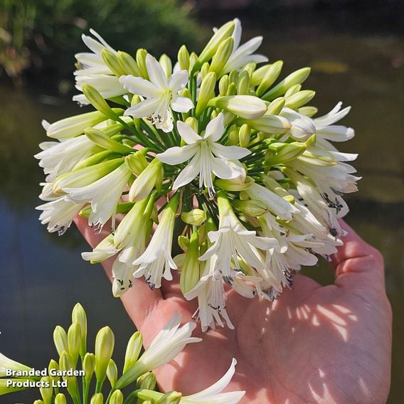 Agapanthus 'Emerald Ice'