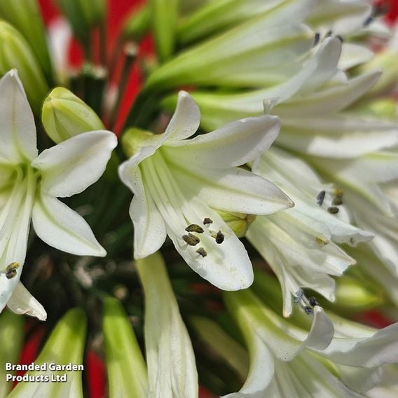 Agapanthus 'Emerald Ice'