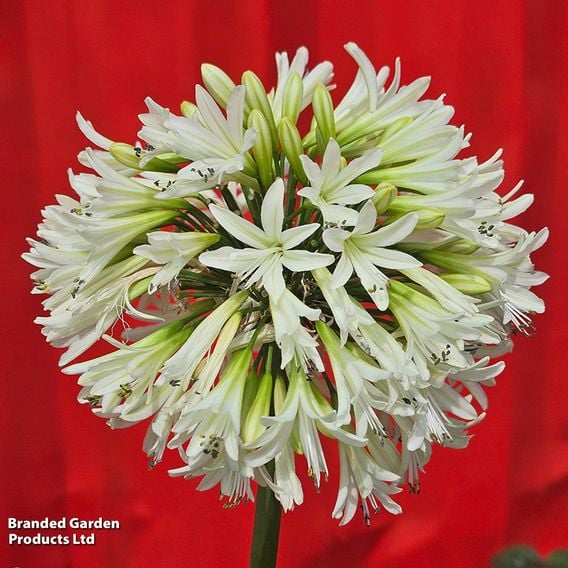 Agapanthus 'Emerald Ice'