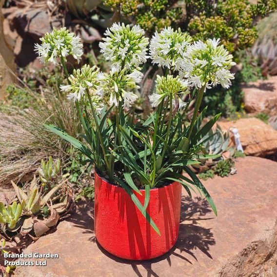 Agapanthus 'Emerald Ice'