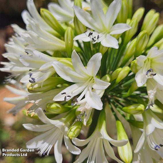 Agapanthus 'Emerald Ice'