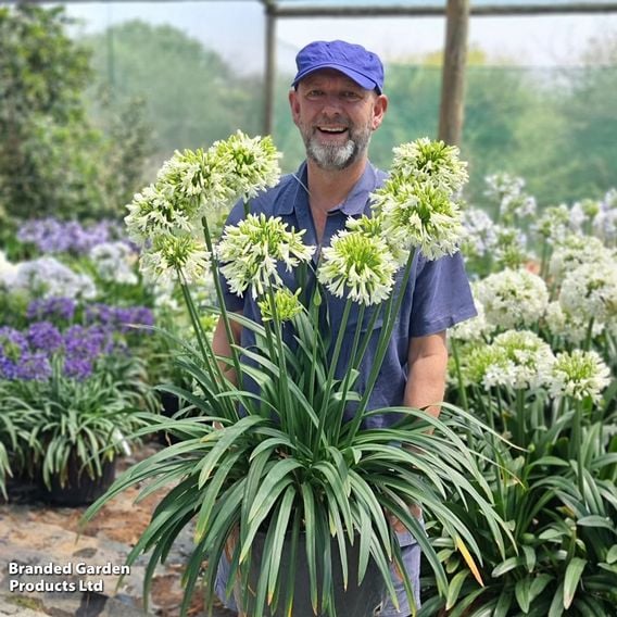 Agapanthus 'Emerald Ice'