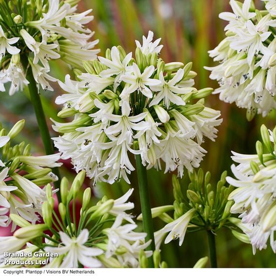 Agapanthus 'Emerald Ice'