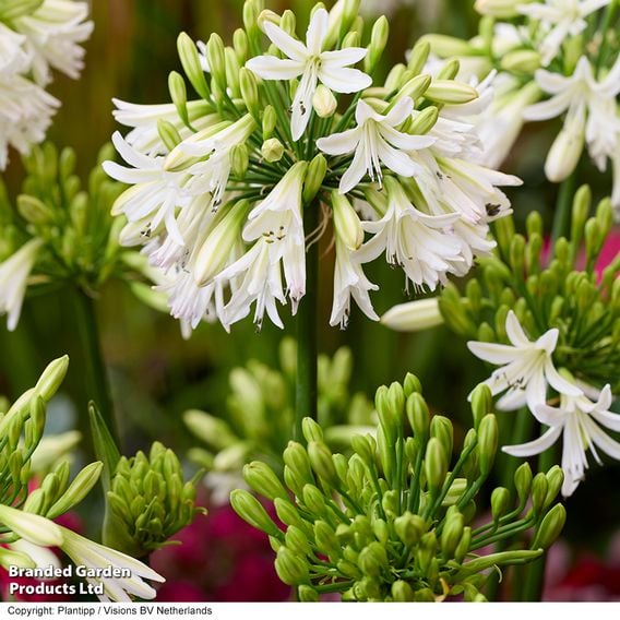 Agapanthus 'Emerald Ice'
