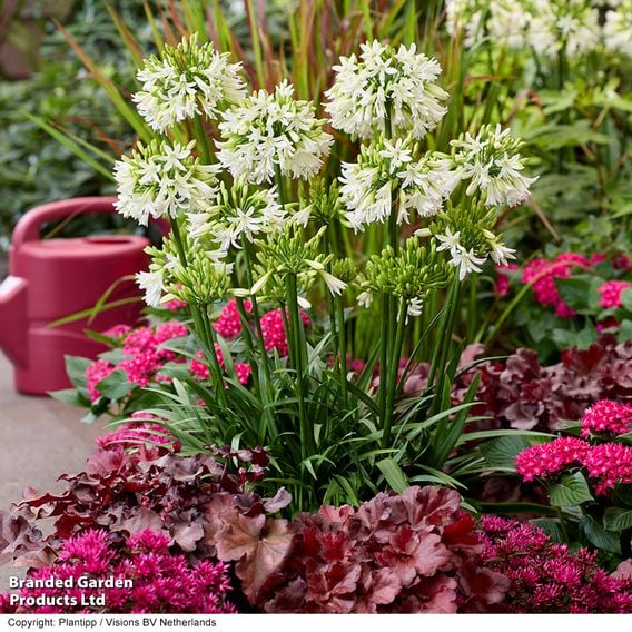 Agapanthus 'Emerald Ice'