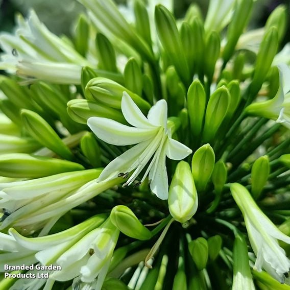 Agapanthus 'Emerald Ice'