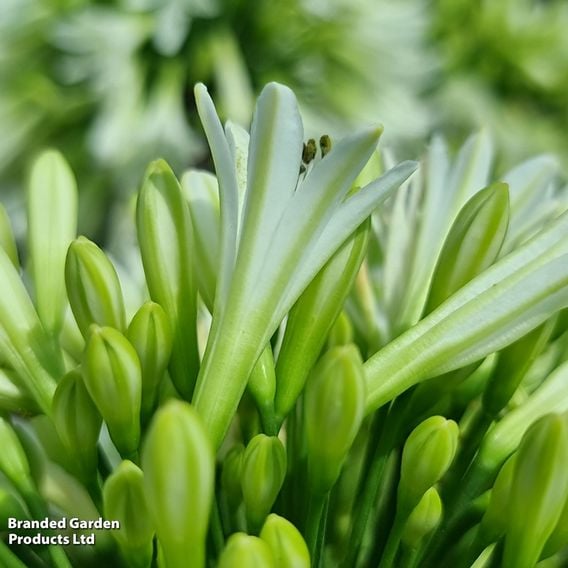 Agapanthus 'Emerald Ice'