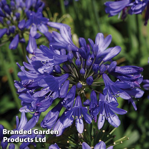 Agapanthus 'Ever Sapphire'