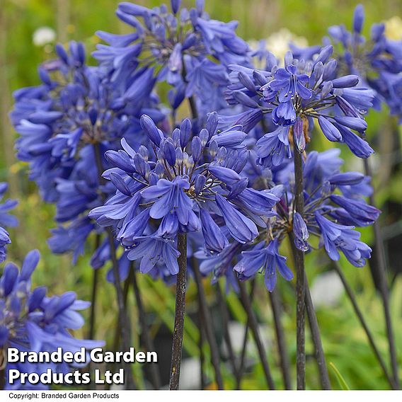 Agapanthus 'Ever Sapphire'