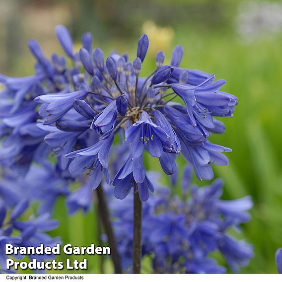 Agapanthus 'Ever Sapphire'