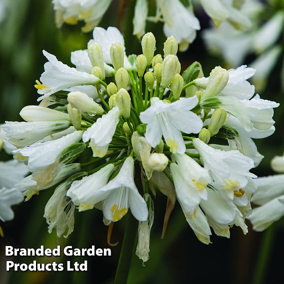 Agapanthus 'Ever White'