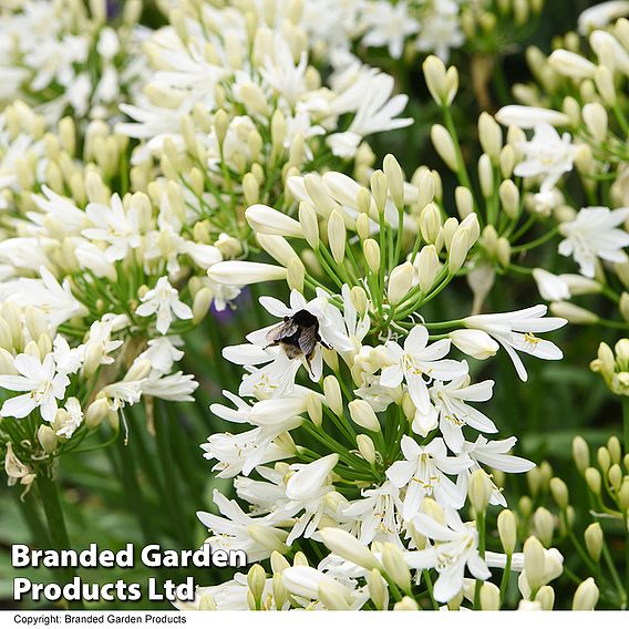 Agapanthus 'Ever White'