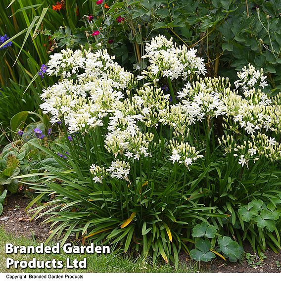 Agapanthus 'Ever White'