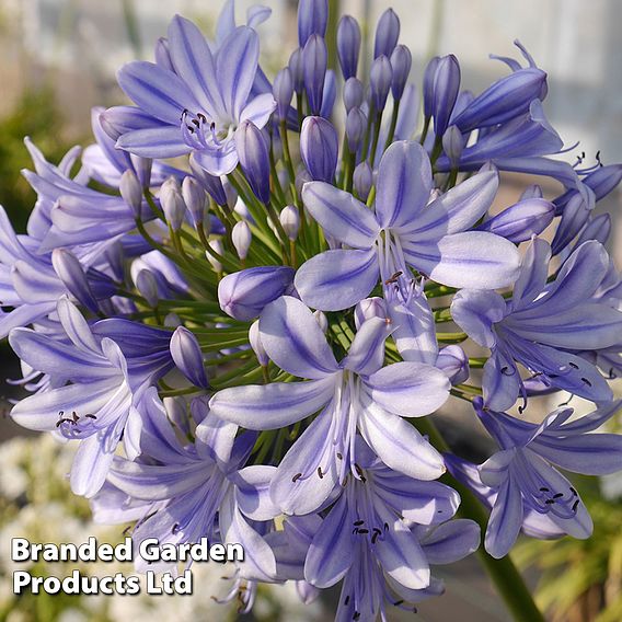 Agapanthus 'Full Moon'