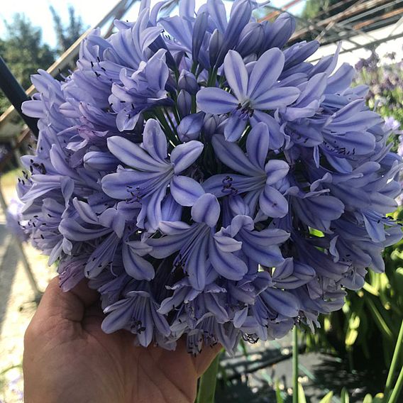 Agapanthus 'Full Moon'