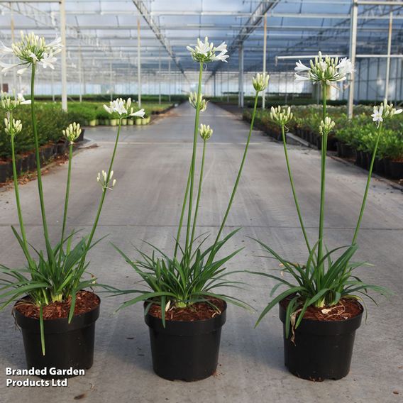Agapanthus 'Mi Casa'
