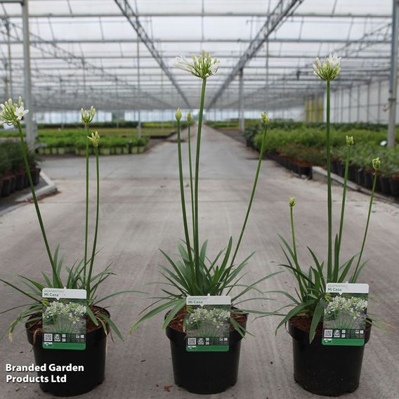 Agapanthus 'Mi Casa'