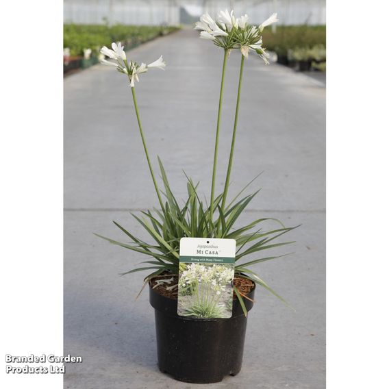 Agapanthus 'Mi Casa'