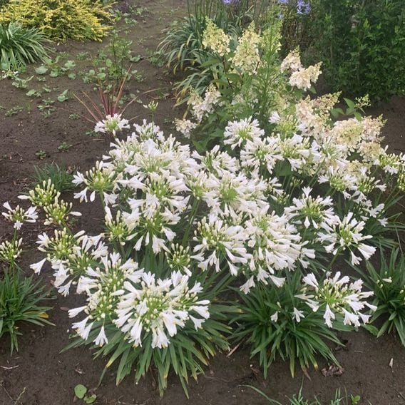 Agapanthus 'Mi Casa'