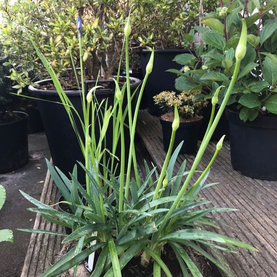 Agapanthus 'Mi Casa'