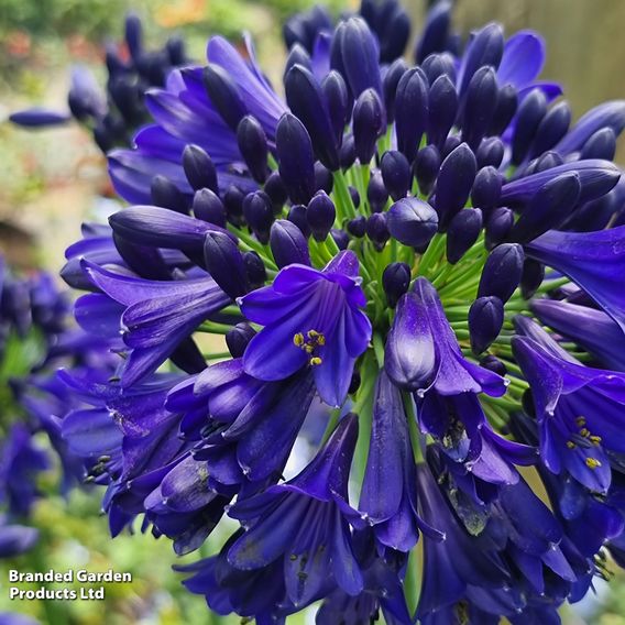 Agapanthus 'Midnight Sky'