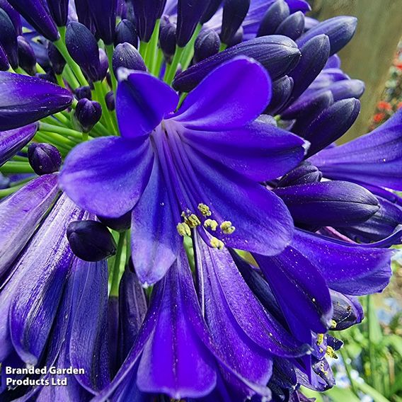 Agapanthus 'Midnight Sky'