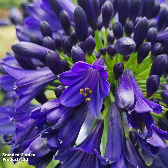 Agapanthus 'Midnight Sky'