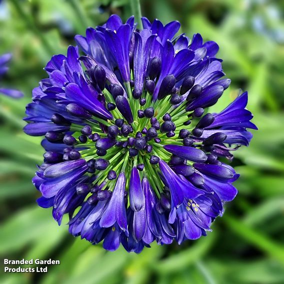 Agapanthus 'Midnight Sky'