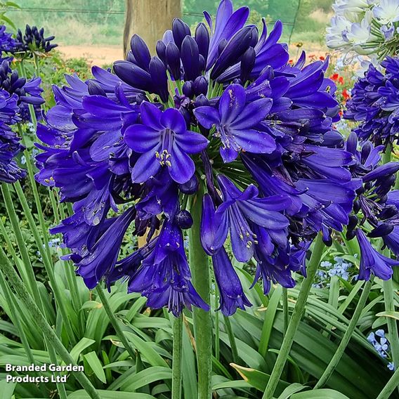 Agapanthus 'Midnight Sky'