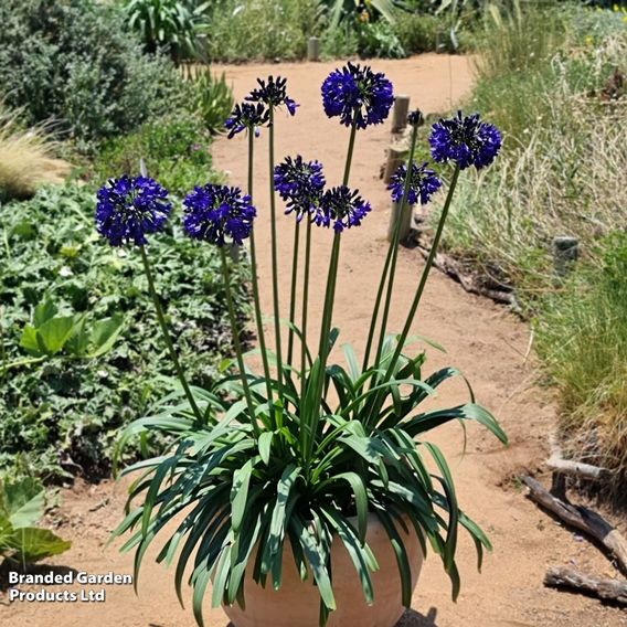 Agapanthus 'Midnight Sky'
