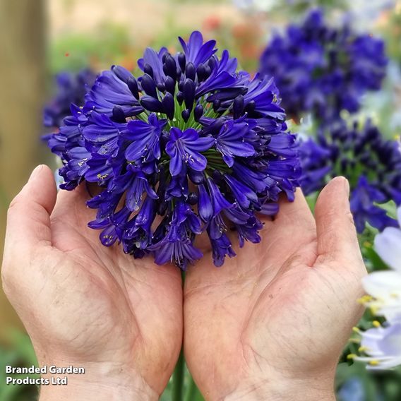 Agapanthus 'Midnight Sky'