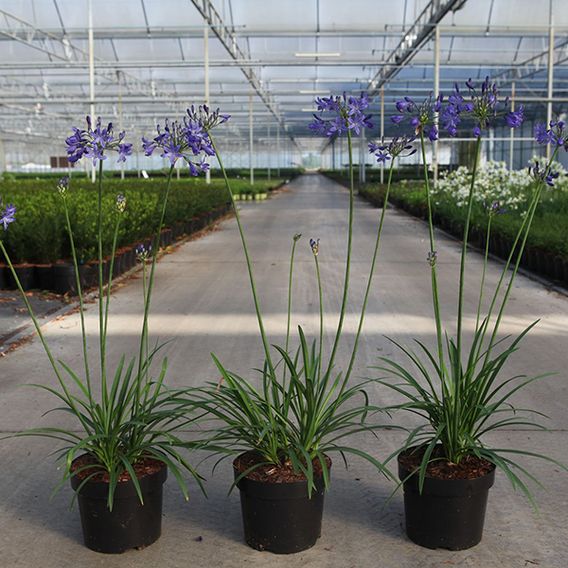 Agapanthus umbellatus 'Winter Storm'
