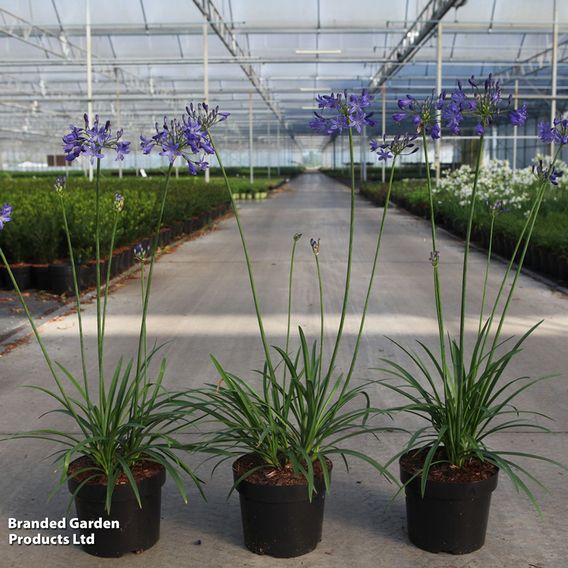 Agapanthus umbellatus 'Winter Storm'