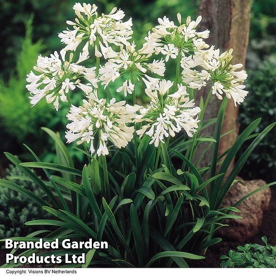 Agapanthus 'Polar Ice'