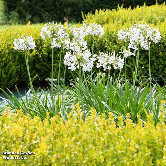 Agapanthus 'Willys White'