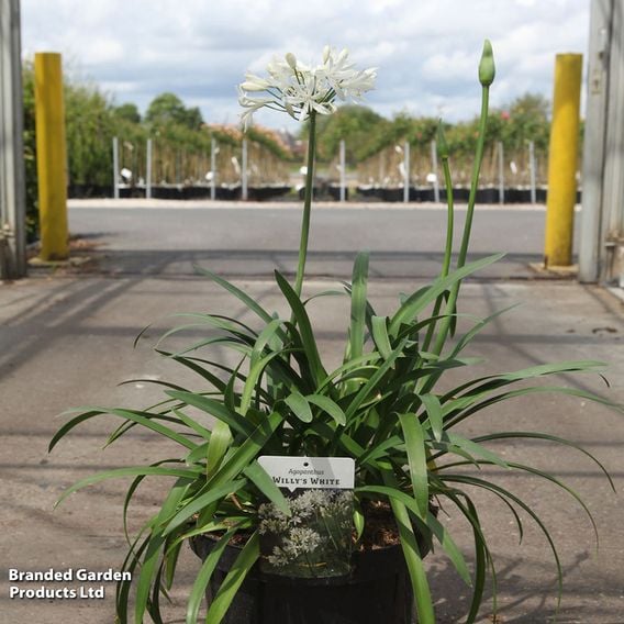 Agapanthus 'Willys White'