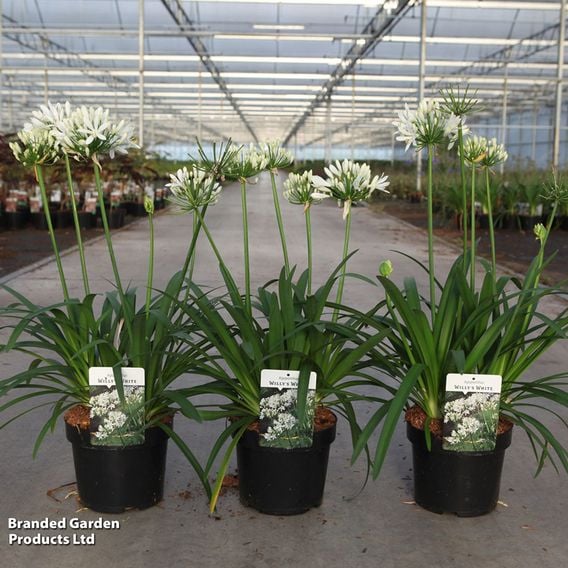 Agapanthus 'Willys White'