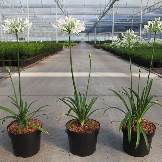 Agapanthus 'Willys White'