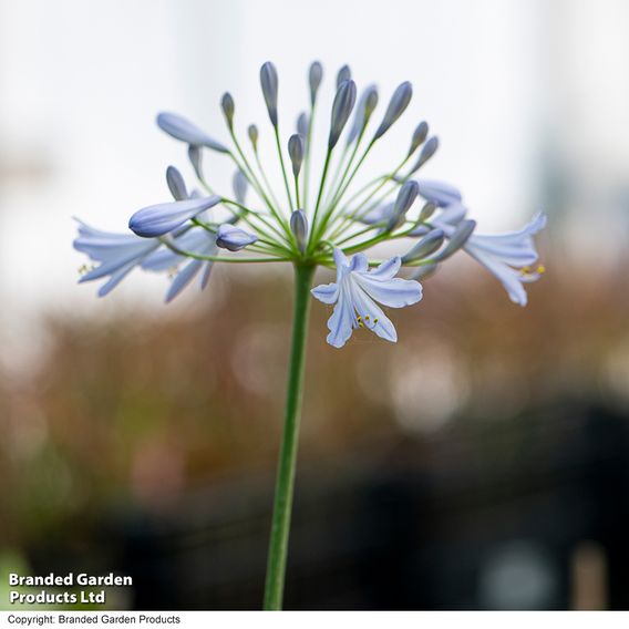 Agapanthus 'Zambezi'