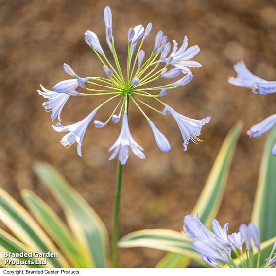 Agapanthus 'Zambezi'