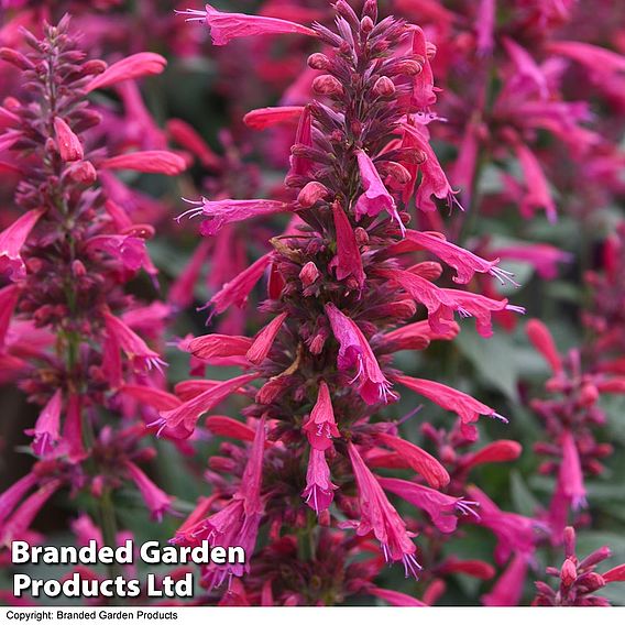 Agastache 'Morello'