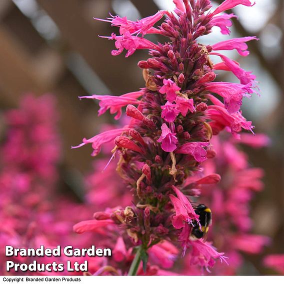 Agastache 'Morello'