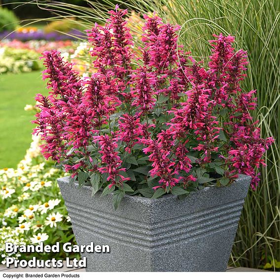 Agastache 'Morello'