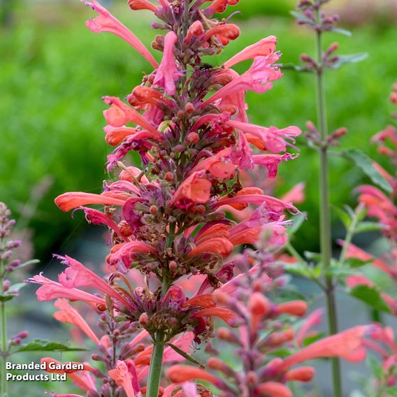 Agastache 'Kudos Coral'