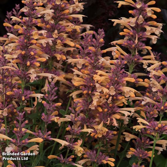 Agastache rugosa 'Peachie Keen'