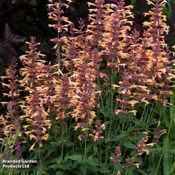 Agastache rugosa 'Peachie Keen'