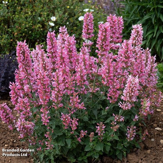 Agastache 'Pink Pearl'