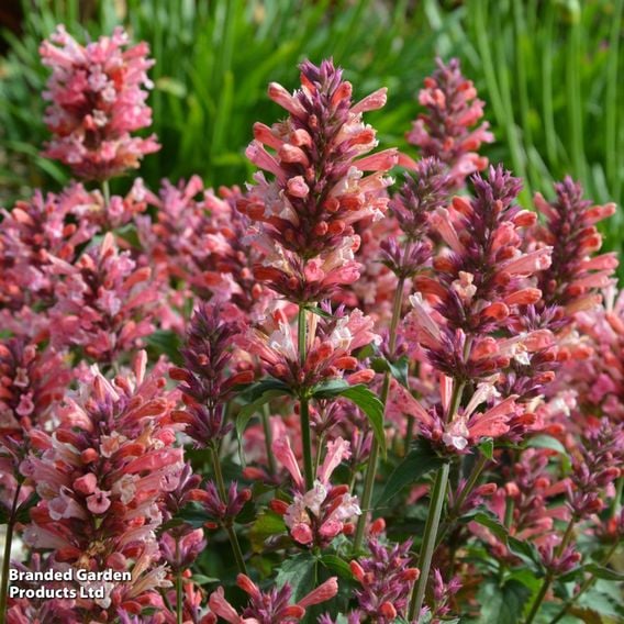 Agastache 'Pink Pearl'