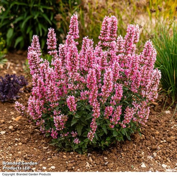 Agastache 'Pink Pearl'